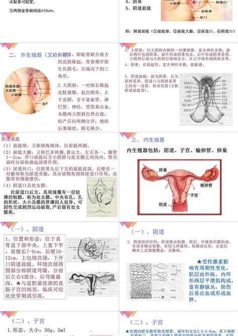 私处|解剖学高清图谱 女性生殖系统